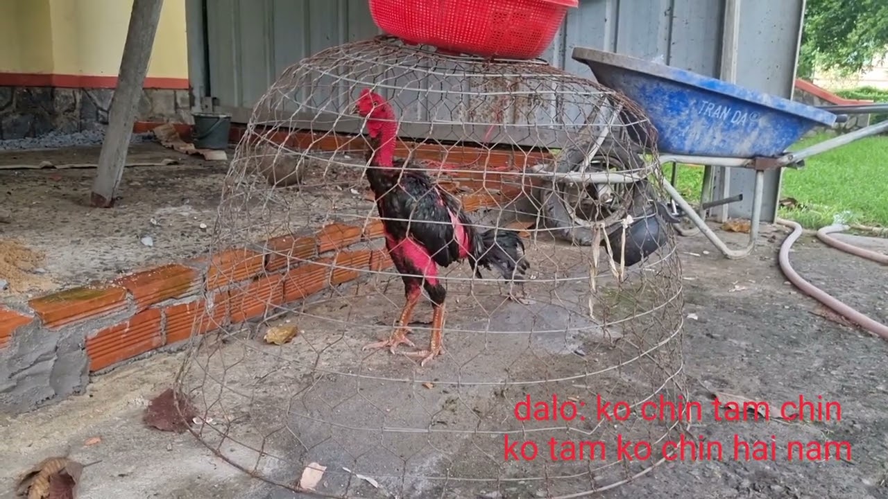 Gà đòn Ô trụi của Tứ Đỗ Tường