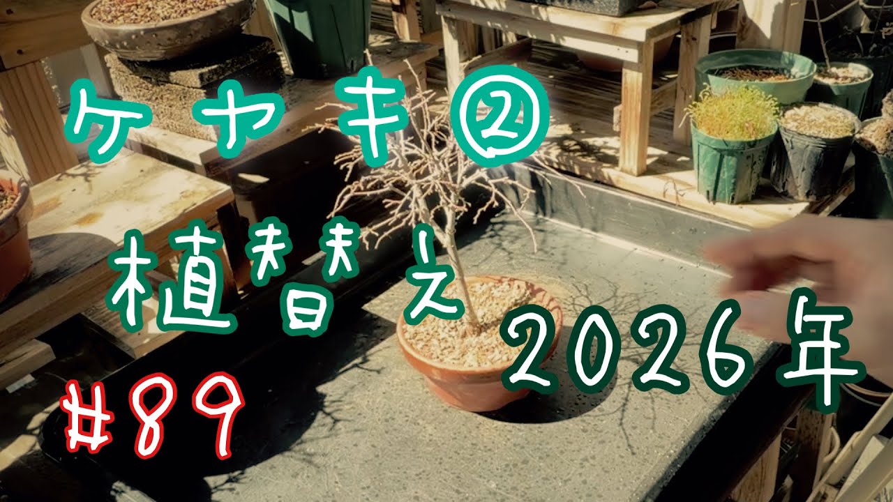 89【欅(ケヤキ)②】植替え〜根の成長の為に駄温鉢で1年養生〜2026年