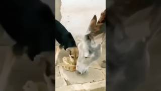 حمار يشارك كلب بالطعام
