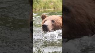 Медведь Том В Озере.