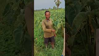 ঘেরের ভিতর লতি কঁচুর চাষ।#agriculture #farmer