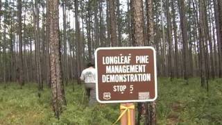 Farm 40: Longleaf Pine Management for the Private Landowner