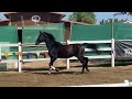 Steeles shakira pf warmblood sport horse for sale