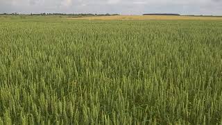 Канадська яра пшениця MAGOG станом 03.07.21