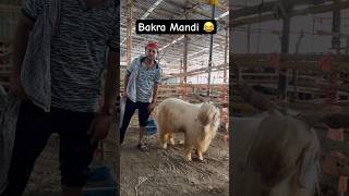 Bakra Eid Bakra Mandi