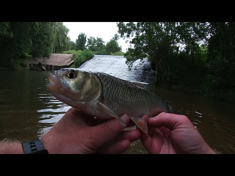 Fishing the Millpond