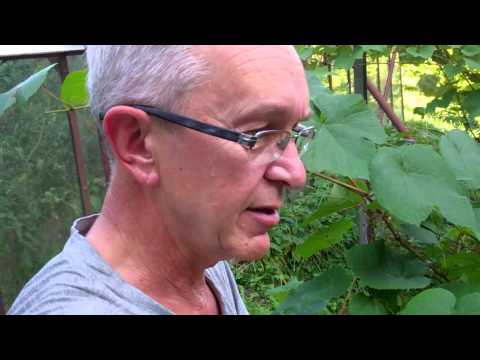 Video: Juodas Vynuogių Puvinys