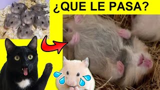 Gatos Luna y Estrella y el hamster CAP 1 ¿Qué le pasa a mi mascota? / Videos de gatitos