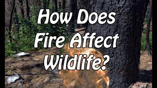 How Does Fire Affect Wildlife?