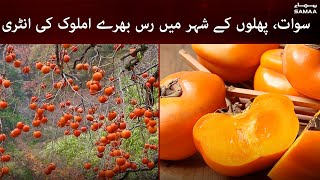 Swat, Phalon ke shehar mein ras bhare amlok ki entry | #SAMAATV - 31 Oct 2021