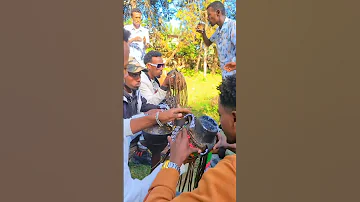 Bale Bu Aa Biyya Loowanii Baale Duet Funnyvideo Viralvideo Ethiopianmusic 