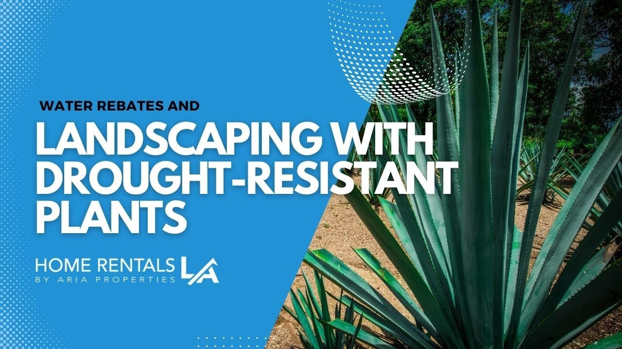 water-rebates-and-landscaping-with-drought-resistant-plants-youtube