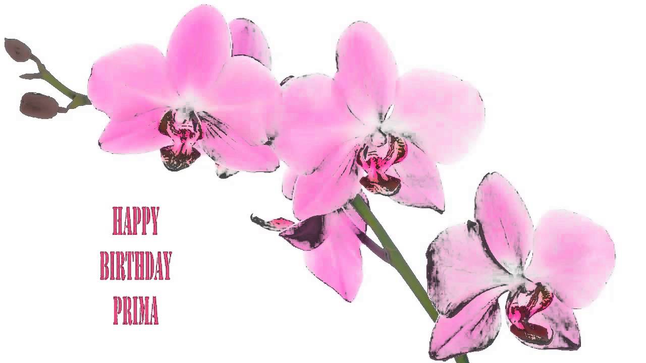 Prima Flowers & Flores - Happy Birthday - YouTube Prima Flowers & Flores - Happy Birthday - YouTube