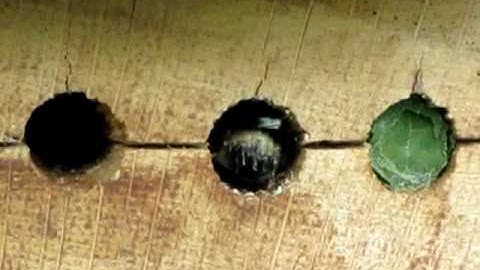 Leafcutter bee insect bug Building nest ~ 40secs wildlife video UK