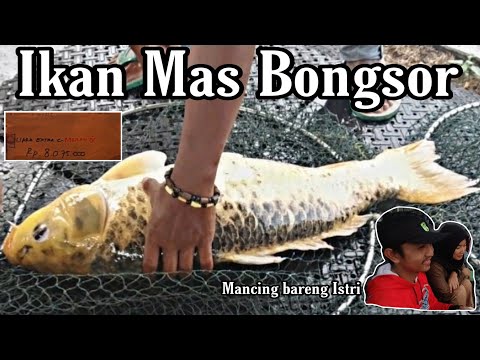 mancing-mania---lomba-mancing-seru,-pulang-bawa-amplop-!!