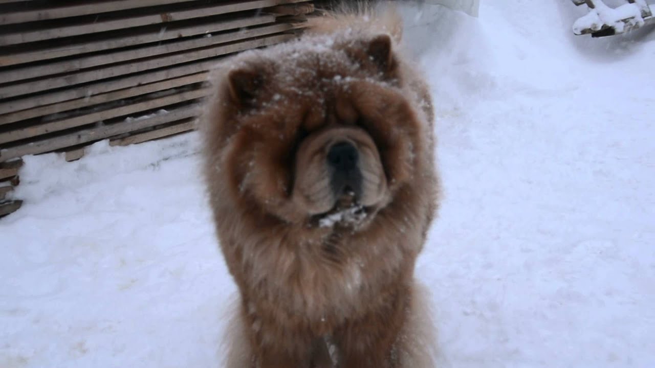Строгий Папа Чау-Чау