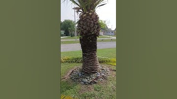 quick way to trim😉 a palmtree