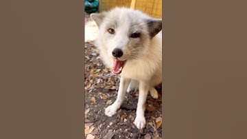 All What You Need Is #reolink #animal #securitycameras #shortsvideo