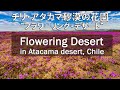 【南米絶景4K】砂漠が花に覆われる：チリ・アタカマ砂漠／秘境旅行