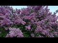 168 Украина Ukraine Киев Сирень укр Бузок Качество 4 K 168 Украина Ukraine Киев Сирень укр Бузок Качество 4 K