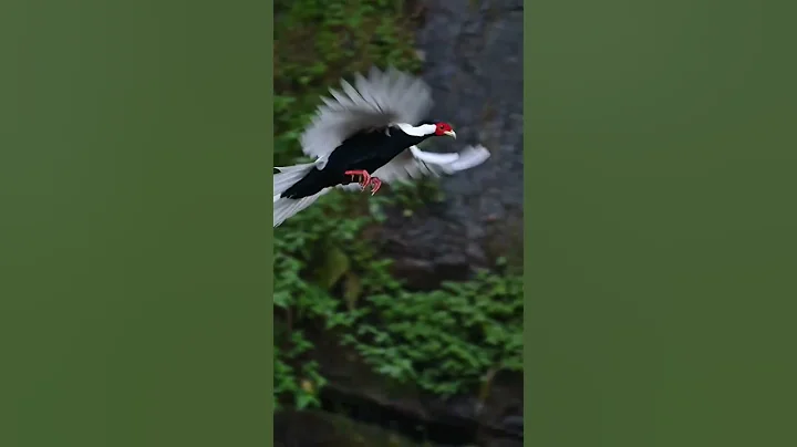 Silver Pheasant Bird Nature Lifestyle 🐦🐦❤️ #birds #pheasant