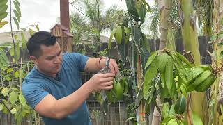 Mango Flower Removal & Pugging