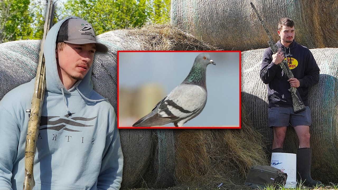Pigeon Hunting with Dakota Fins N Feathers