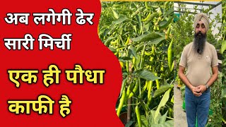 Ab Lagegi Dher Sari Mirchi | Ek hi Paudha kafi Hai ||अब लगेगी ढेर सारी मिर्ची | एक ही पौधा काफी है |