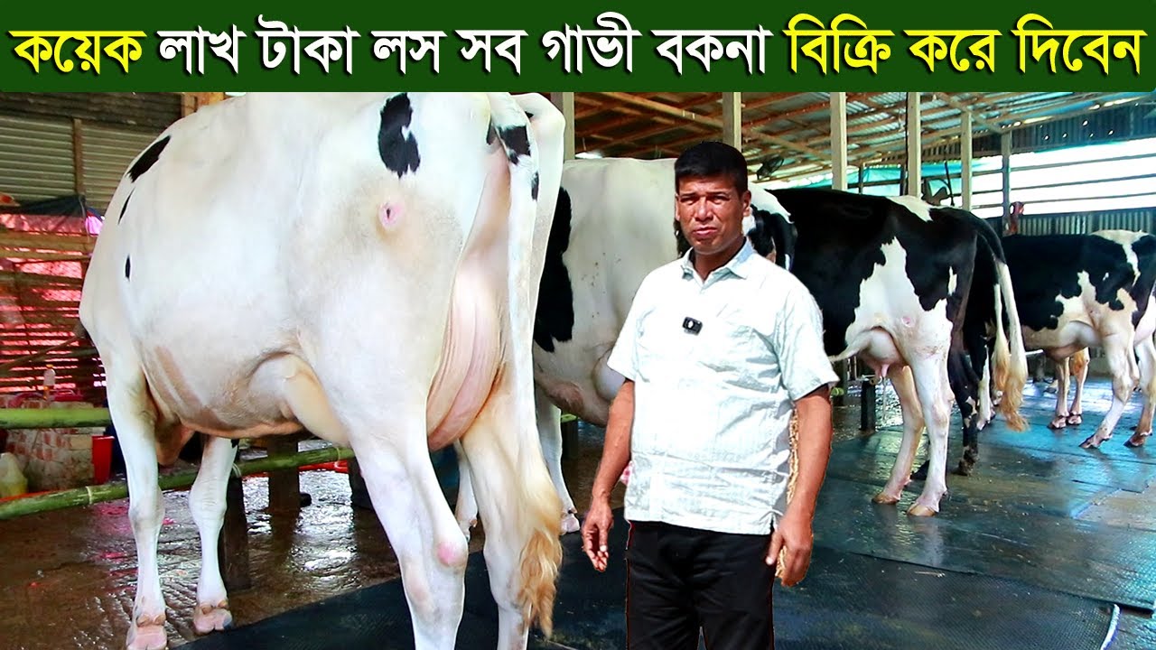 কয়েক লাখ টাকা লস সব গাভী বকনা বিক্রি করে দিবেন dairy farm