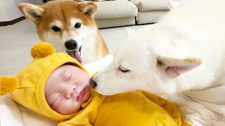 First meeting a baby and a dog