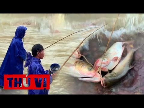 Video Săn cá 'khủng' dưới chân hồ Kẻ Gỗ - youtube