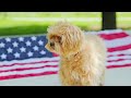 Why Maltipoos Make the Perfect Family Pet | Playful, Smart, and Loving 🐶✨