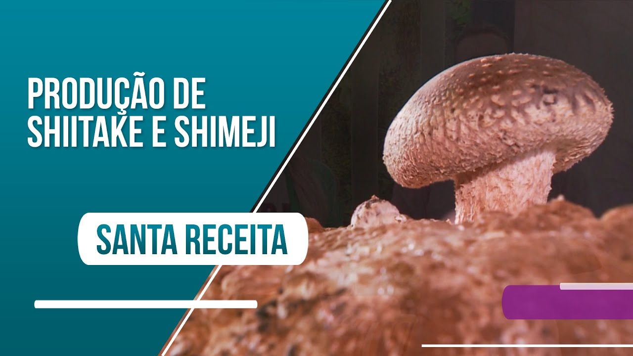 Conheça o processo de cultivo dos cogumelos Shitake e Shimeji