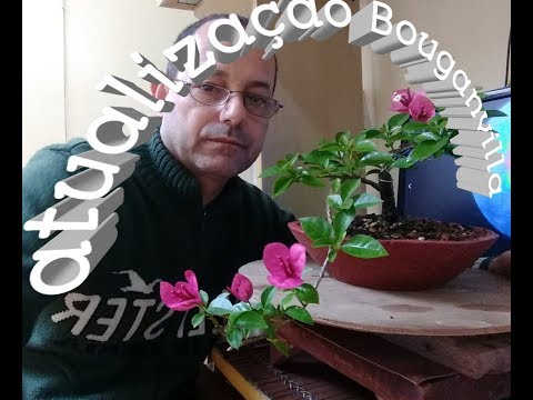 Vídeo: Bonsai De Abeto: Formações De Bonsai De Abeto Azul E Comum. Como Fazer Bonsai Com O Abeto Canadense Glayka Konik? Como Cultivar Bonsai Em Um Vaso Ou Jardim?