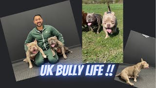 UK BULLY LIFE New video dropping soon! by Uk Bully Life 1,504 views 3 years ago 35 seconds