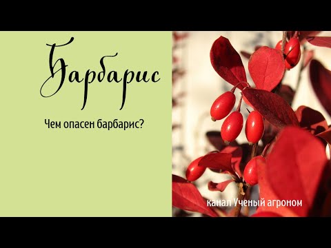 ЧЕМ ОПАСЕН БАРБАРИС?