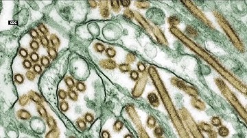 Bird flu fears flying around nation