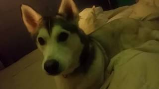 Husky talks her way into getting a gummy worm