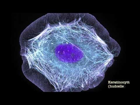 Video: I alle eukaryote celler?