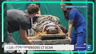 Huge alligator gets CT scan at the University of Florida