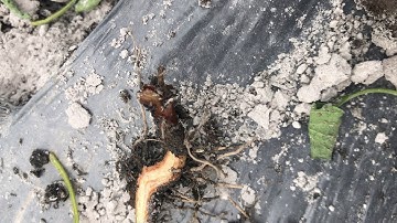 Ớt sừng vàng châu phi ớt bị héo xanh do tuyến trùng