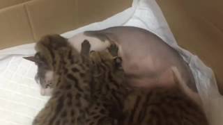 Сервалы едят обычную кошку. Serval. Сервалы едят обычную кошку. Serval.