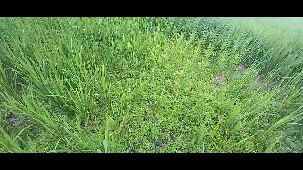 Hidden Treasure in the Rice field