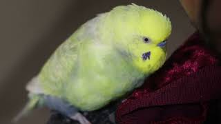 Late Night Chirping budgie by Budgie Breeder1 625 views 1 year ago 10 minutes, 31 seconds