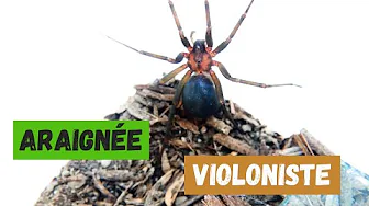 Vidéo d'araignée violoniste (Loxosceles laeta) #araignée thumbnail