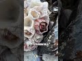Are Barnacles Harmful to Turtles 🤔🐢