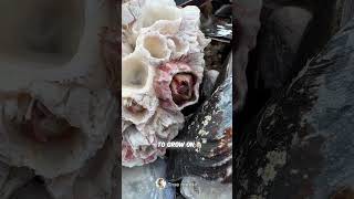 Are Barnacles Harmful to Turtles 🤔🐢