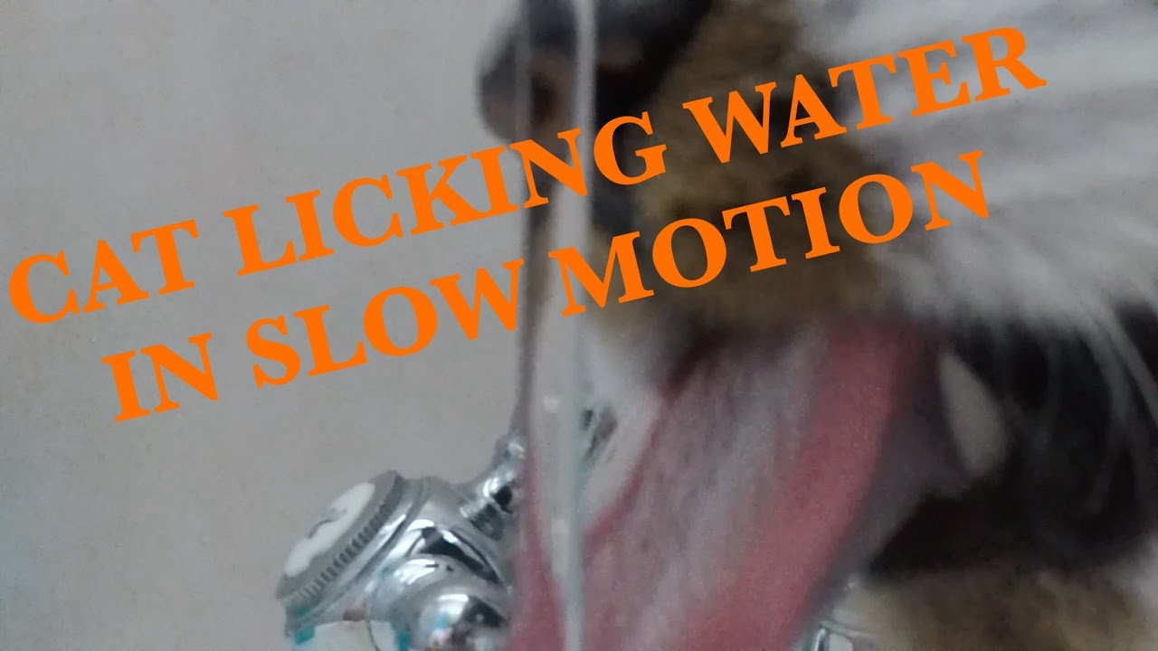 SUPER SLOW MOTION CAT LICKING/DRINKING WATER SHOT WITH AN GOPRO HERO