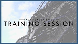 Pack Leader Dogs Training Session Unsure Ollie