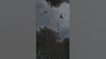 رعد محمد الكردي 🌝🤍 اجمل حالات واتس اب دينية سورة ق فيديو قصيره قرآن الكريم
